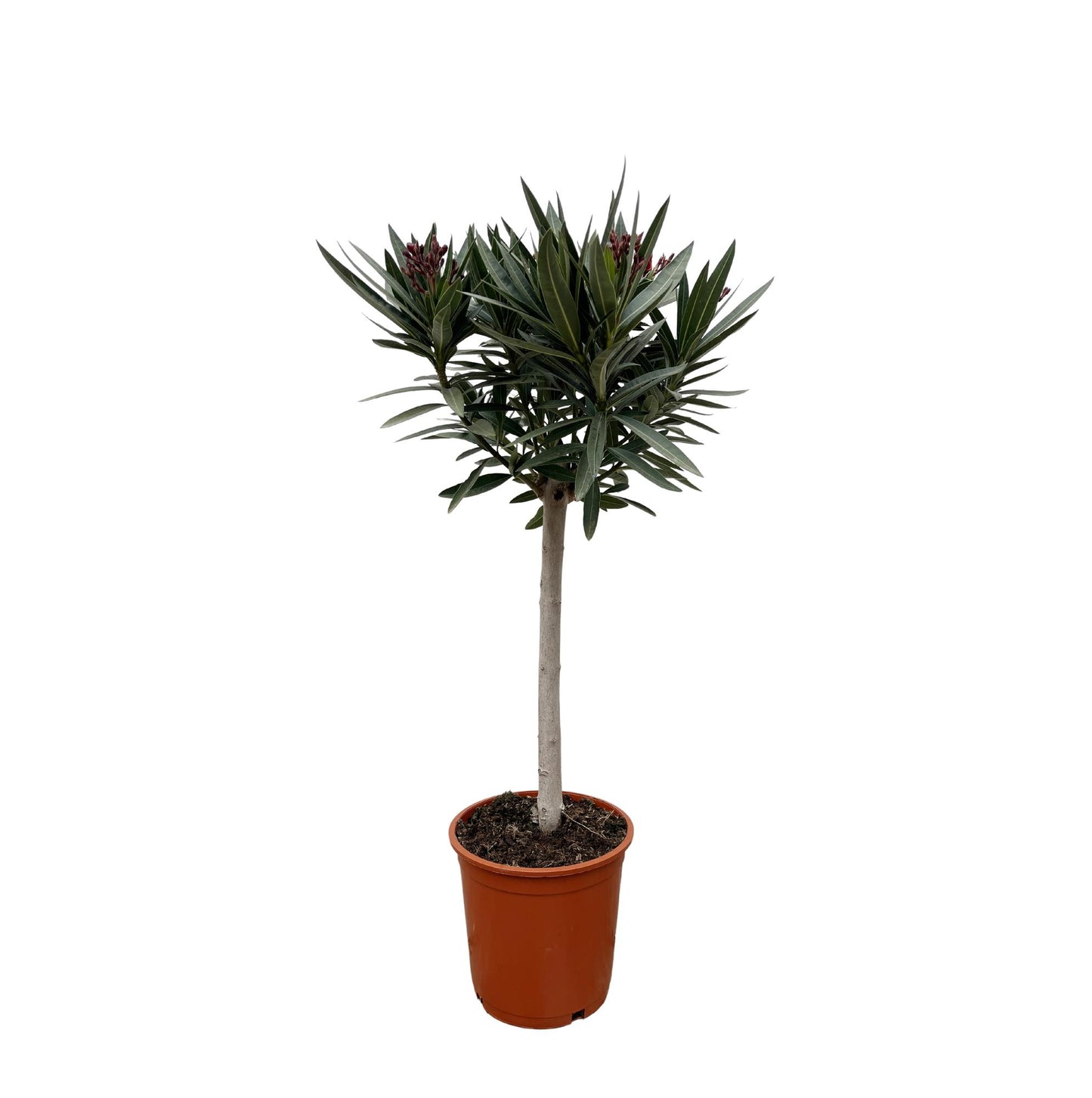 Nerium Oleander op stam met rode bloem | ↕90cm - Ø22cm