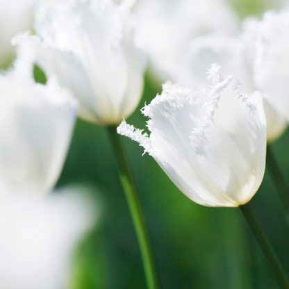 20x Tulpenbollen Honeymoon – Witte Kartelrand Tulp