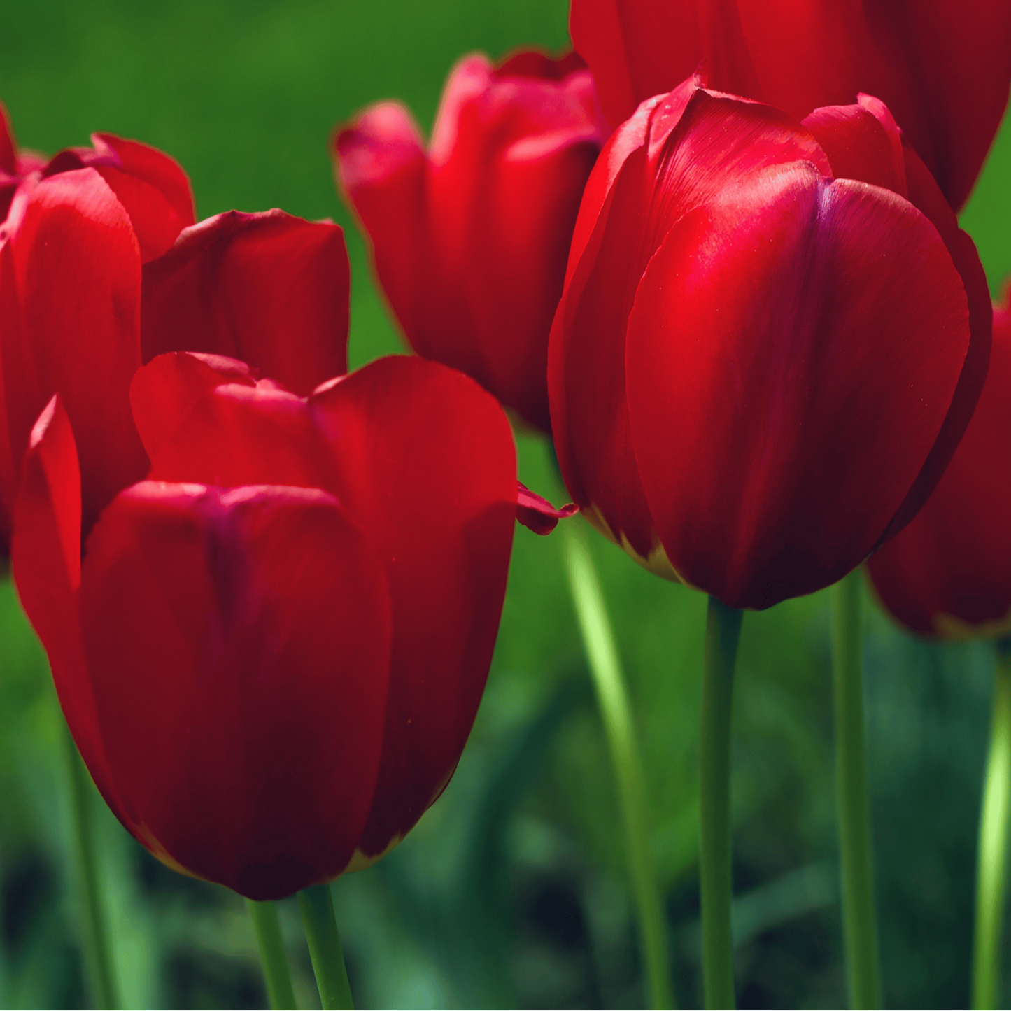 20x Tulpenbollen Seadov – Dieprode Tulp