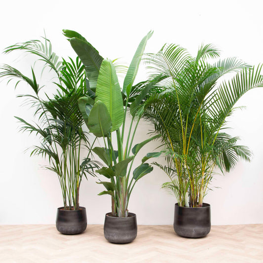 Kentia 200 cm + Strelitzia Nicolai 225 cm + Areca 200 cm