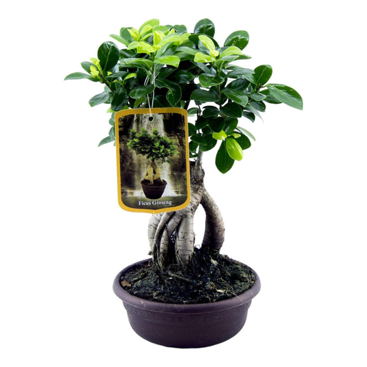 Ficus Microcarpa Ginseng | ↕30 cm - Ø17cm