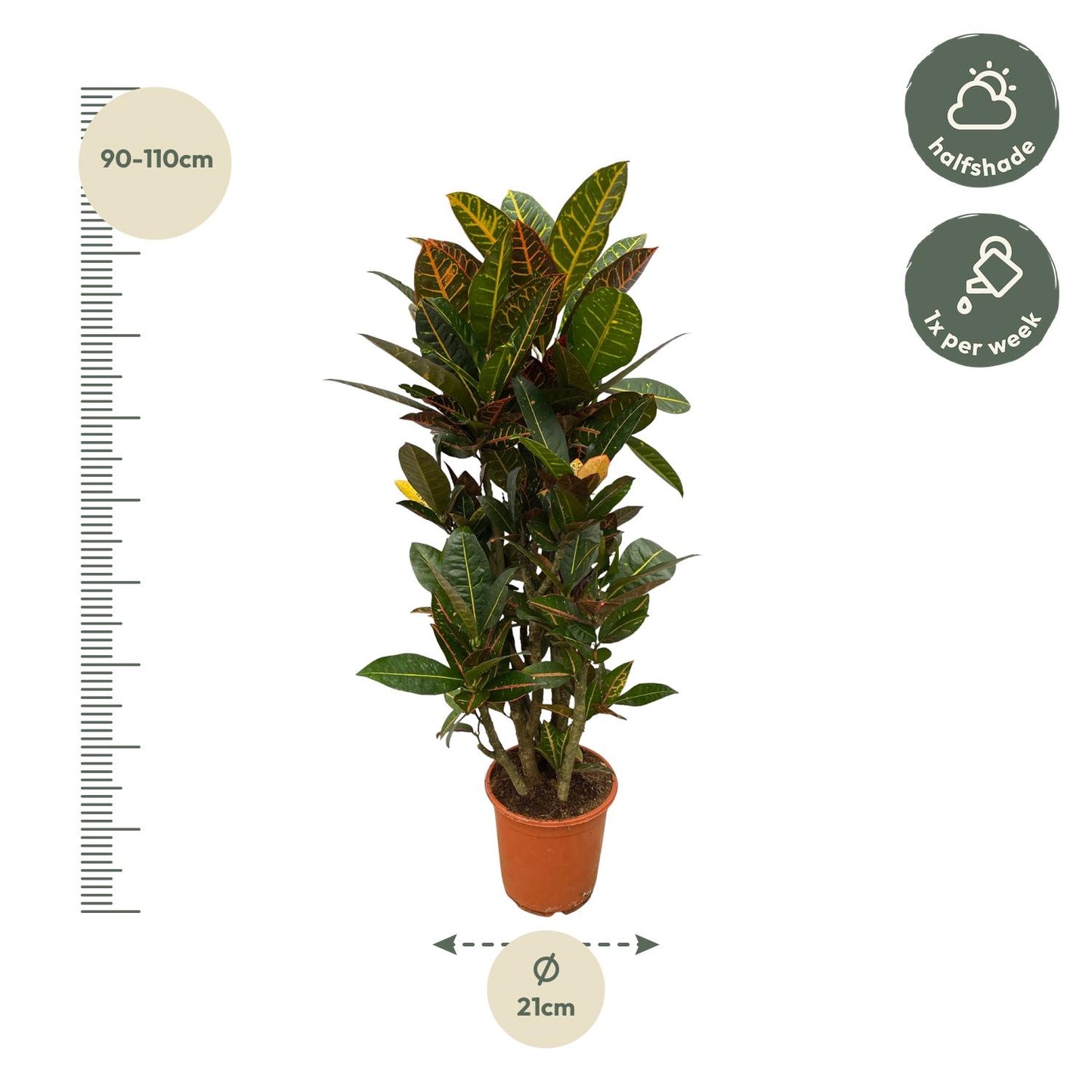 Codiaeum (Croton) Petra vertakt | ↕100 cm - Ø21cm