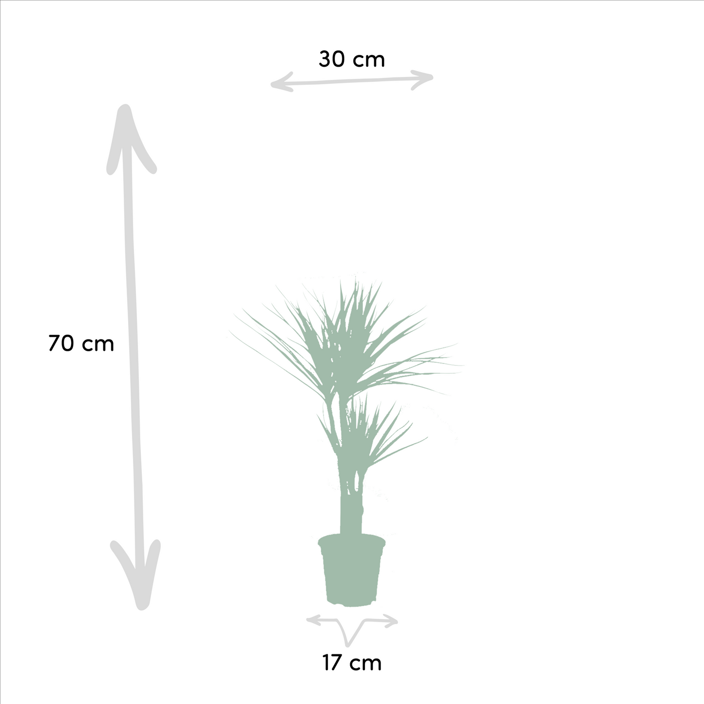 Dracaena - 120cm hoog - 21cm doorsnede + Dracaena - 70cm hoog - 17cm doorsnede