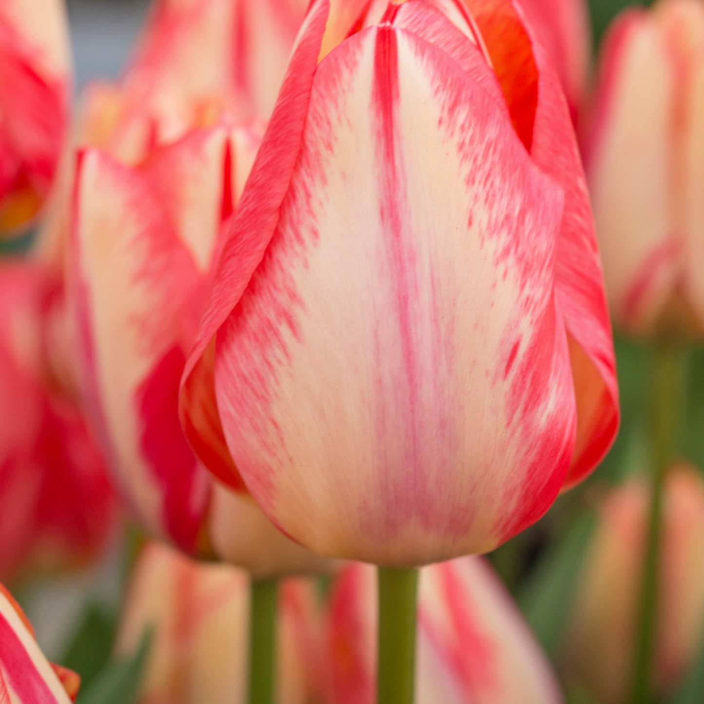 20x Tulpenbollen Spring Break – Rood-Oranje Tulp