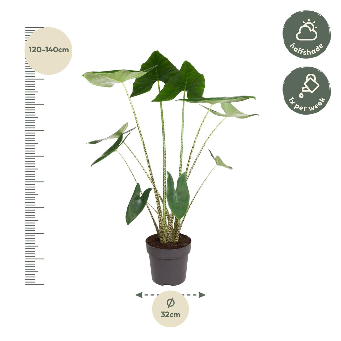 Alocasia Zebrina - 130 cm hoog - 32cm doorsnede