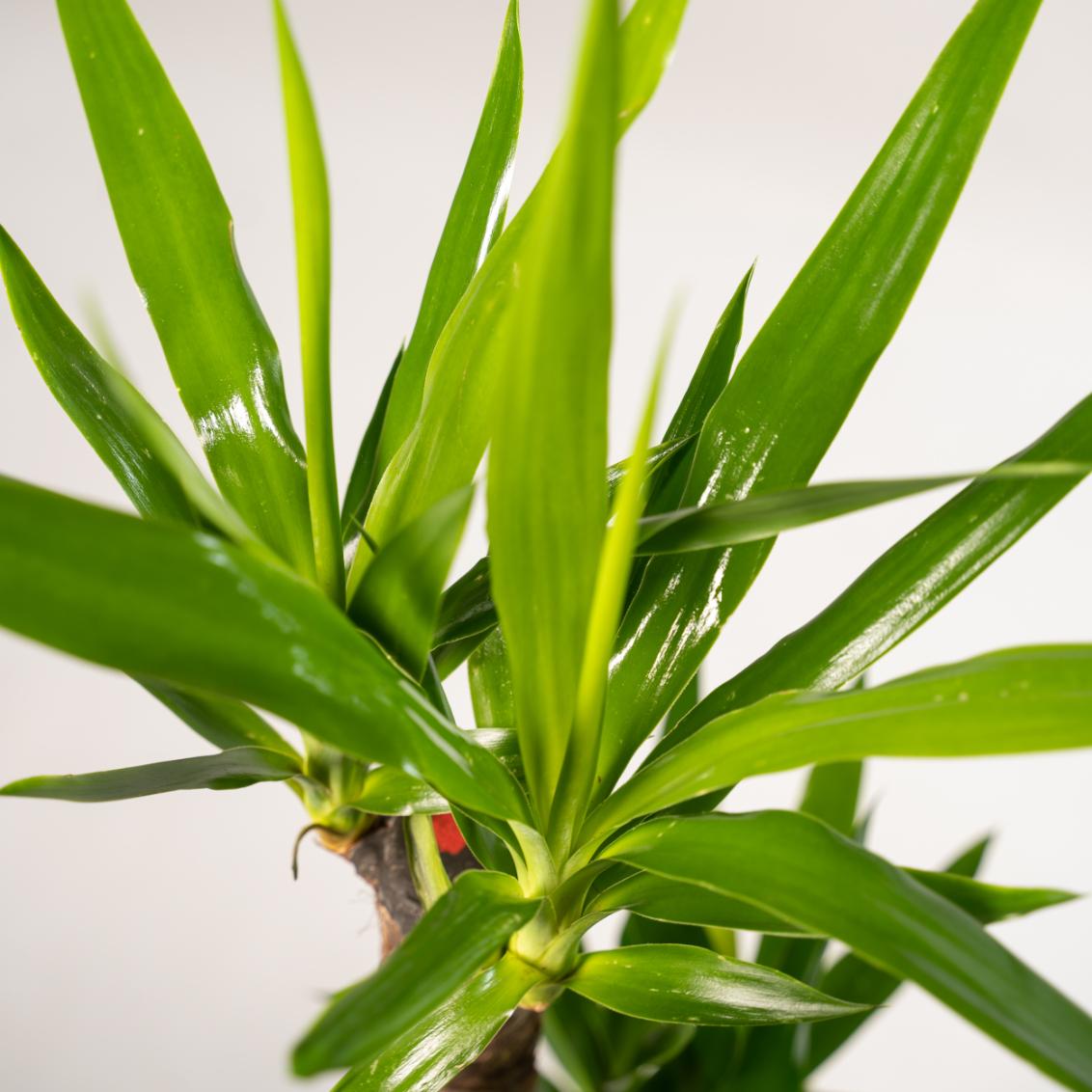2x Yucca - 90cm hoog - 17cm doorsnede