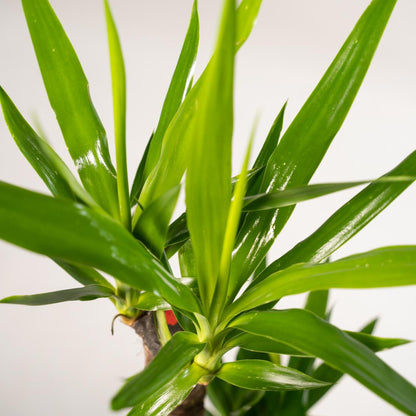 2x Yucca - 90cm hoog - 17cm doorsnede