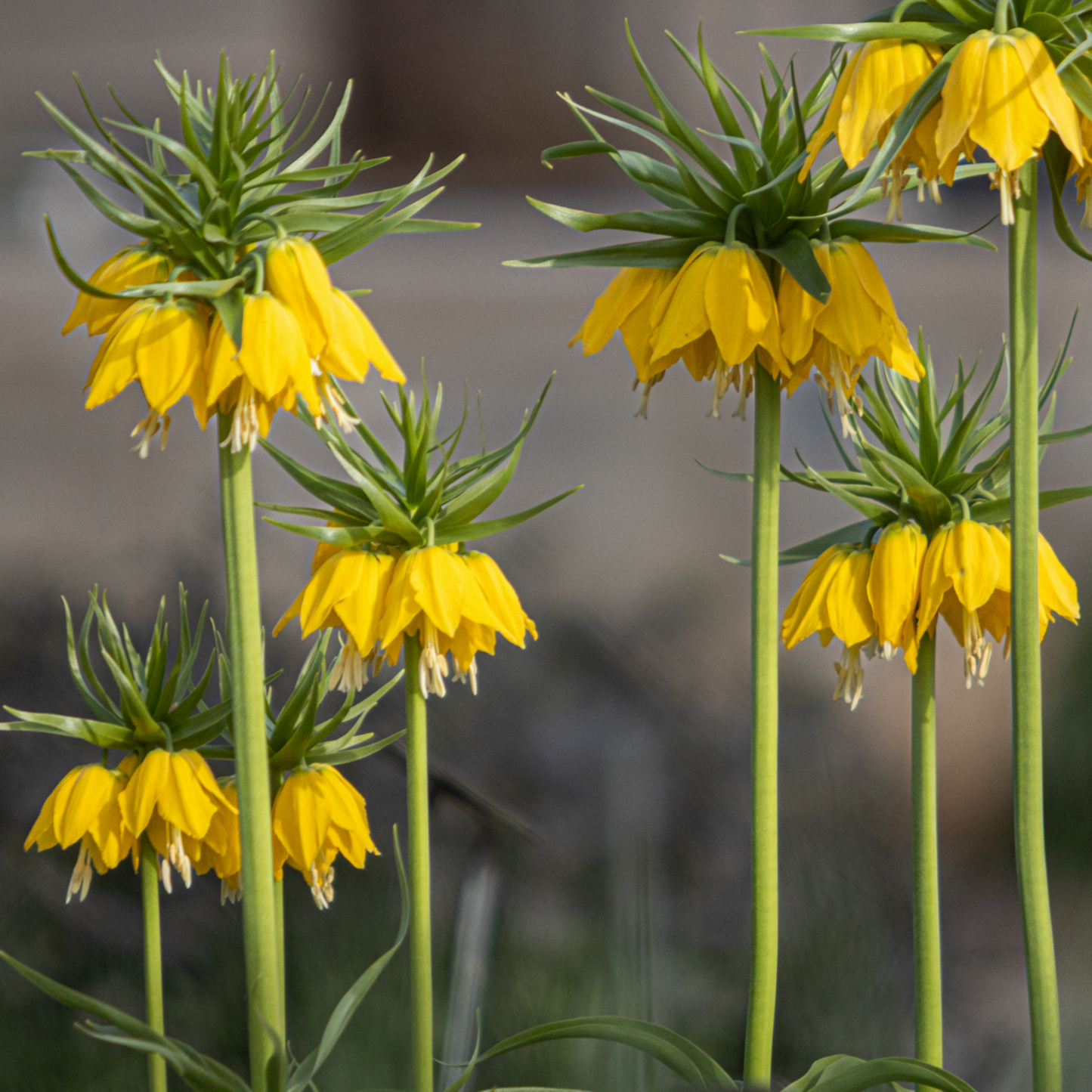 Fritillaria / Keizerskroon Lutea 5 stuks