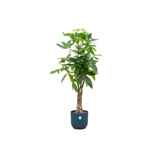 Pachira Aquatica + Elho Vibes Fold Round blauw | ↕160cm - Ø30