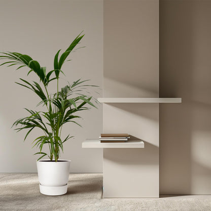 Kentia Palm | ↕130 cm - Ø21cm