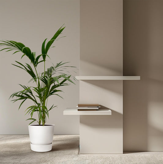 Kentia Palm | ↕130 cm - Ø21cm