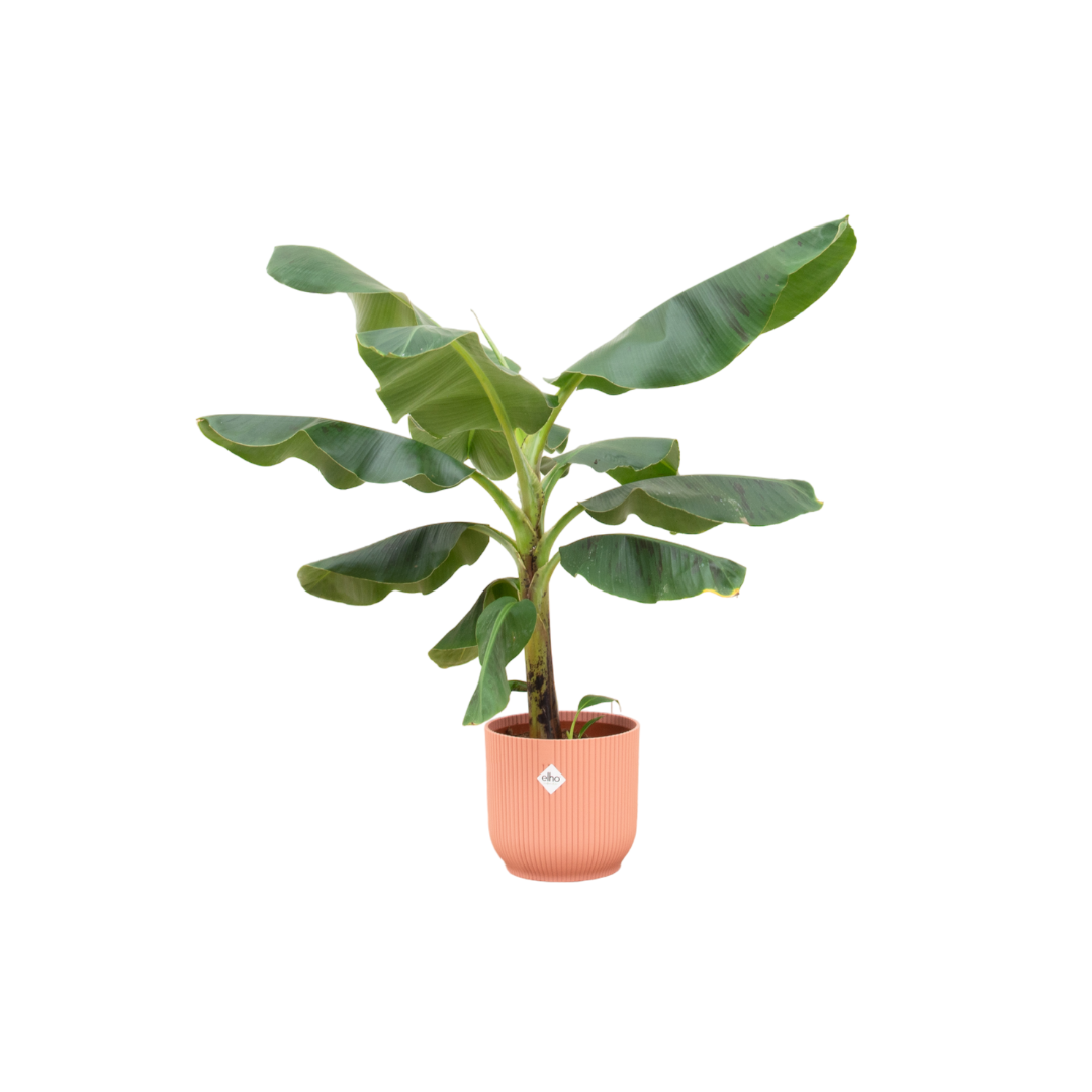 Bananenplant (Musa) + Elho Vibes Fold Round roze | Ø22 - ↕100 cm