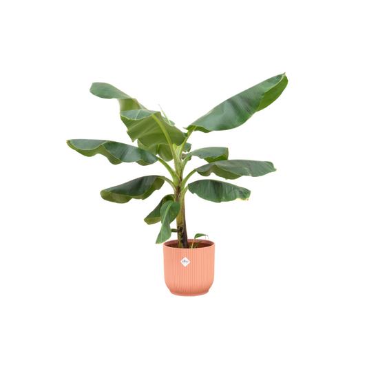 Bananenplant (Musa) + Elho Vibes Fold Round roze | Ø22 - ↕100 cm