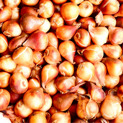 20x Tulpenbollen Columbus – Roze-Witte Dubbele Pioentulp