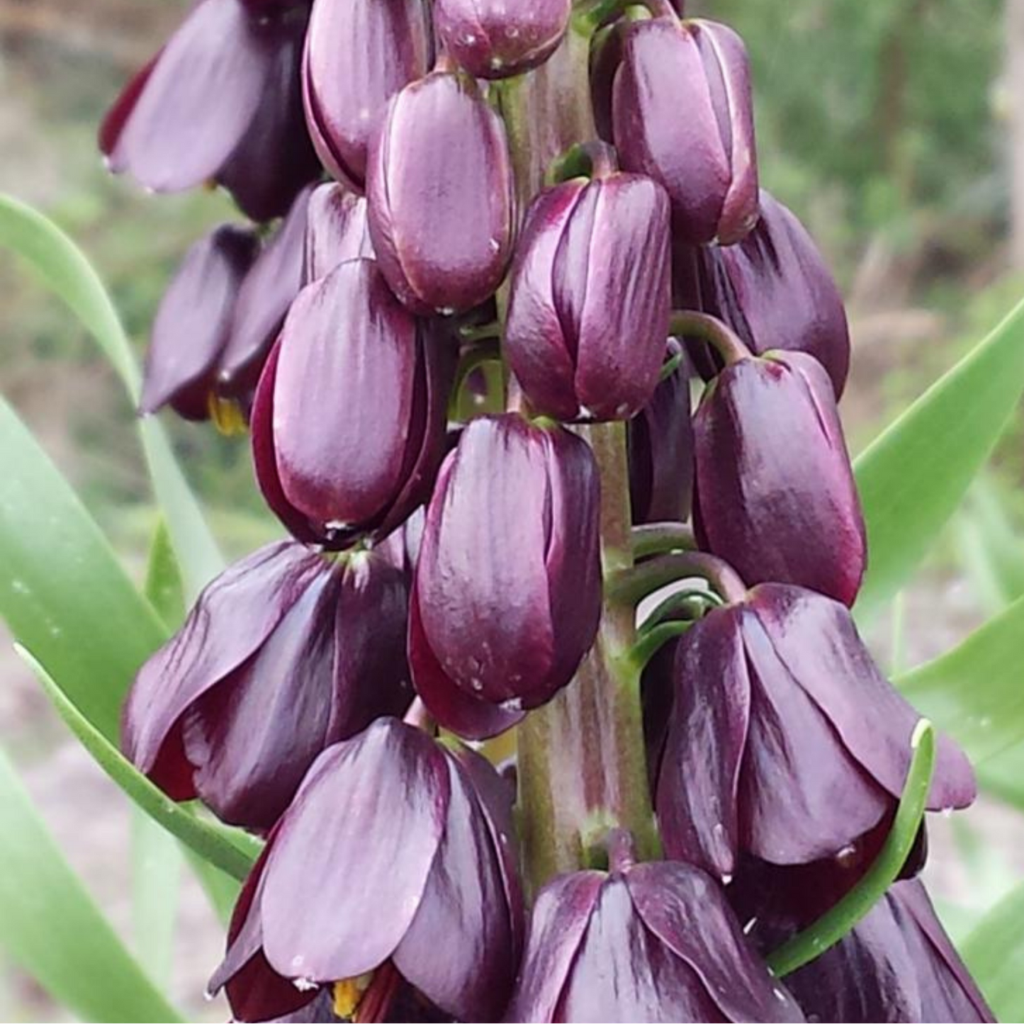 Fritillaria / Keizerskroon Purple Favorite 5 stuks