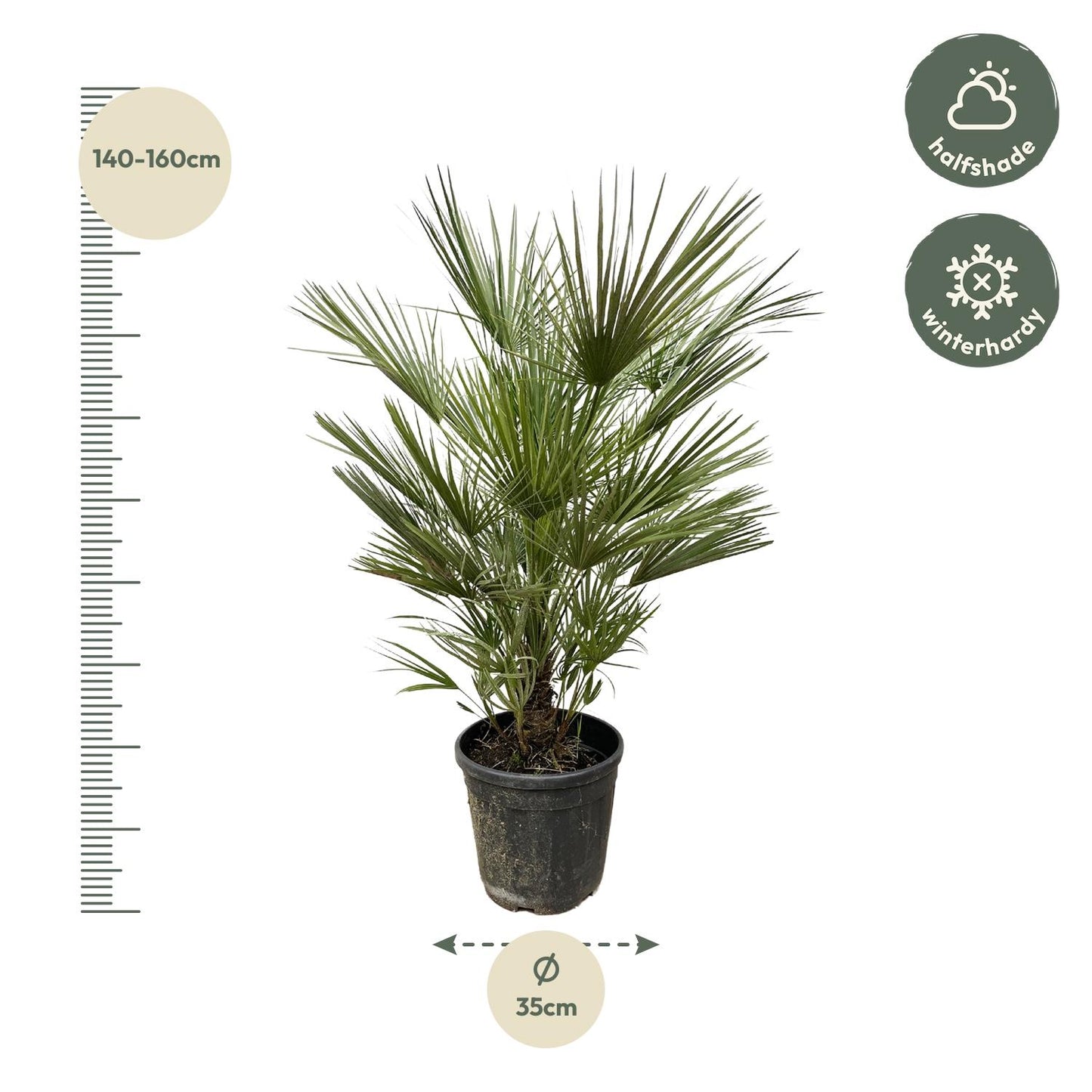 Chamaerops Humilis - 150cm hoog - 30cm doorsnede