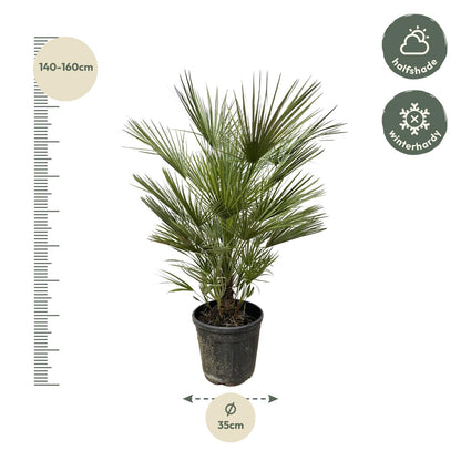 Chamaerops Humilis - 150cm hoog - 30cm doorsnede