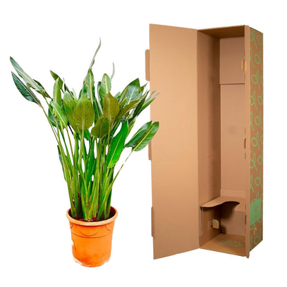 Strelitzia Reginae XL | ↕160cm - Ø30cm