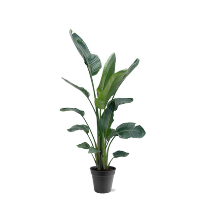 Strelitzia Nicolai XXL | ↕190 - 225 cm - Ø27-30cm