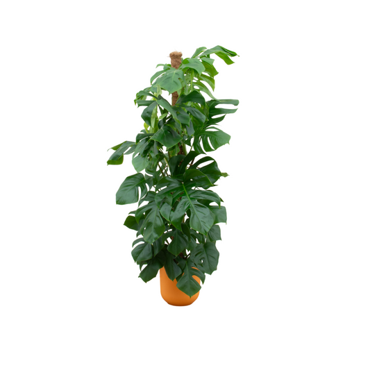 Combi deal - Monstera Pertusum XL + Elho Jazz Round geel | Ø26 cm - ↕150 cm