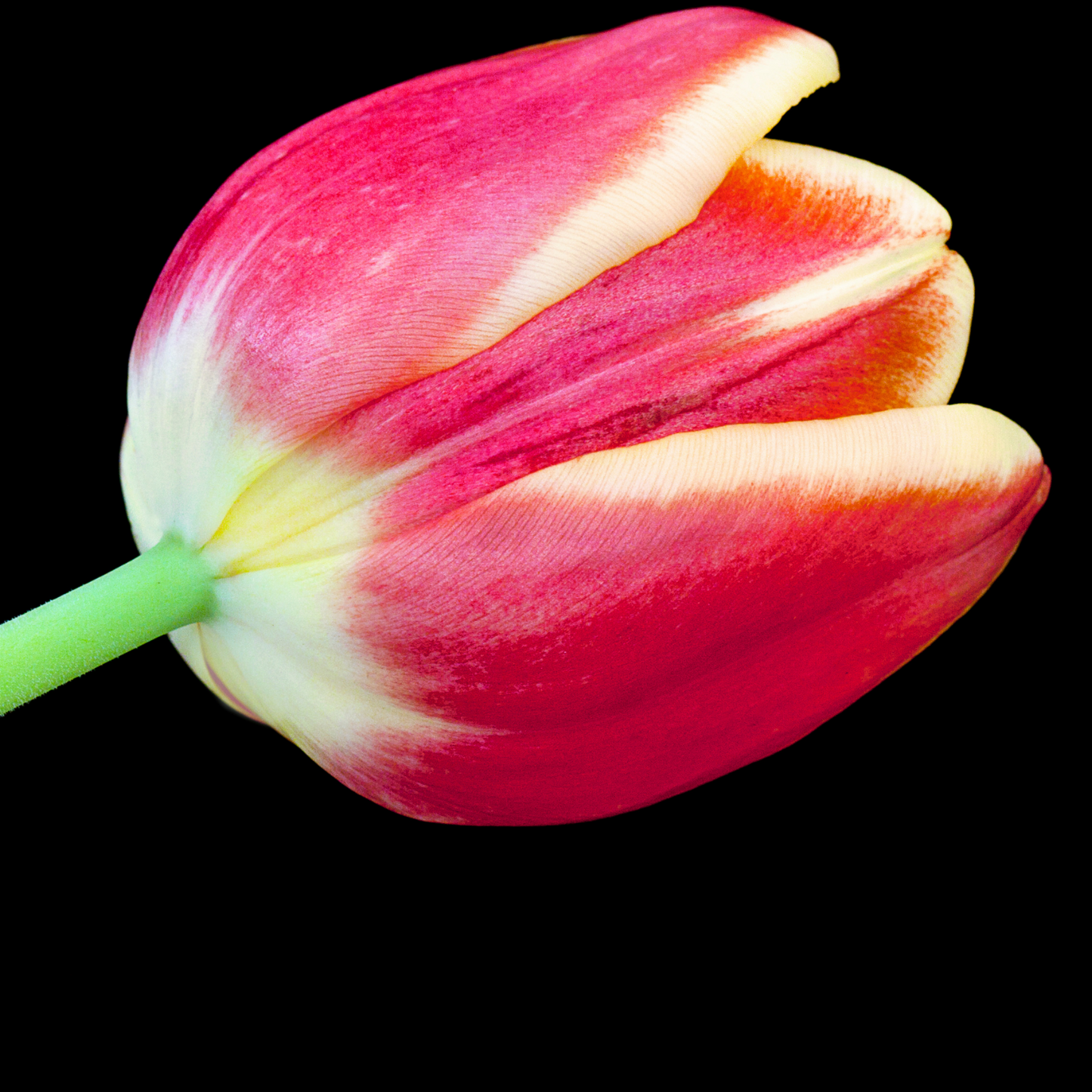 20x Tulpenbollen Dow Jones – Rood-Geel Gestreepte Tulp