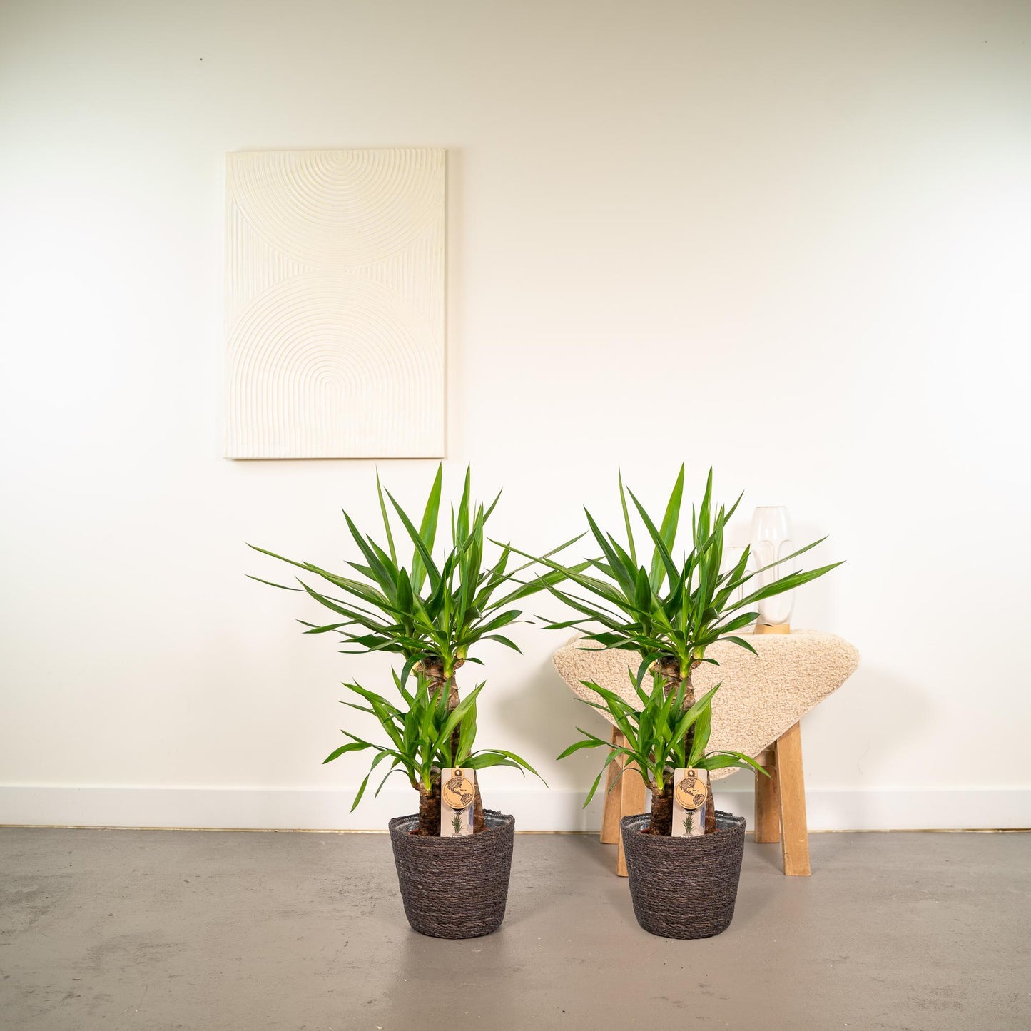 2x Yucca - 90cm hoog - 17cm doorsnede