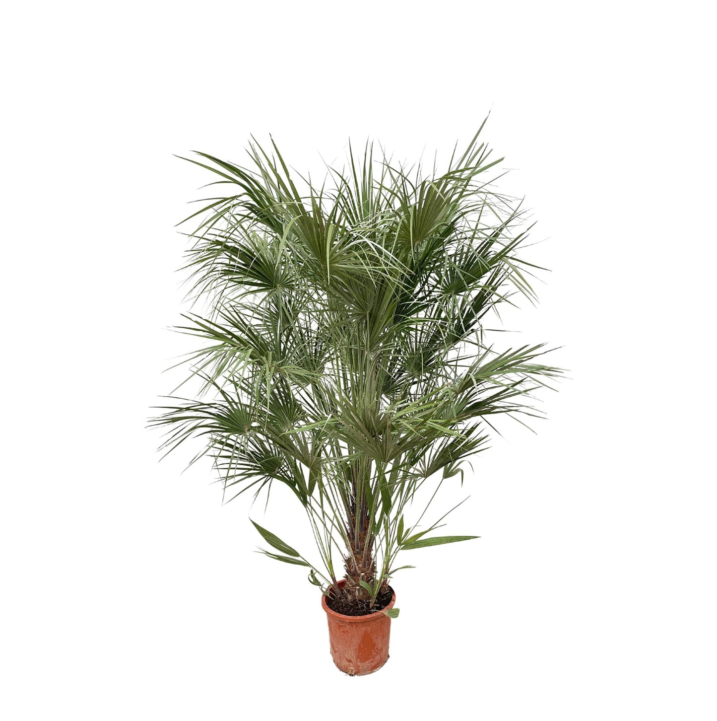 Chamaerops Humilis struik | ↕170cm - Ø30cm