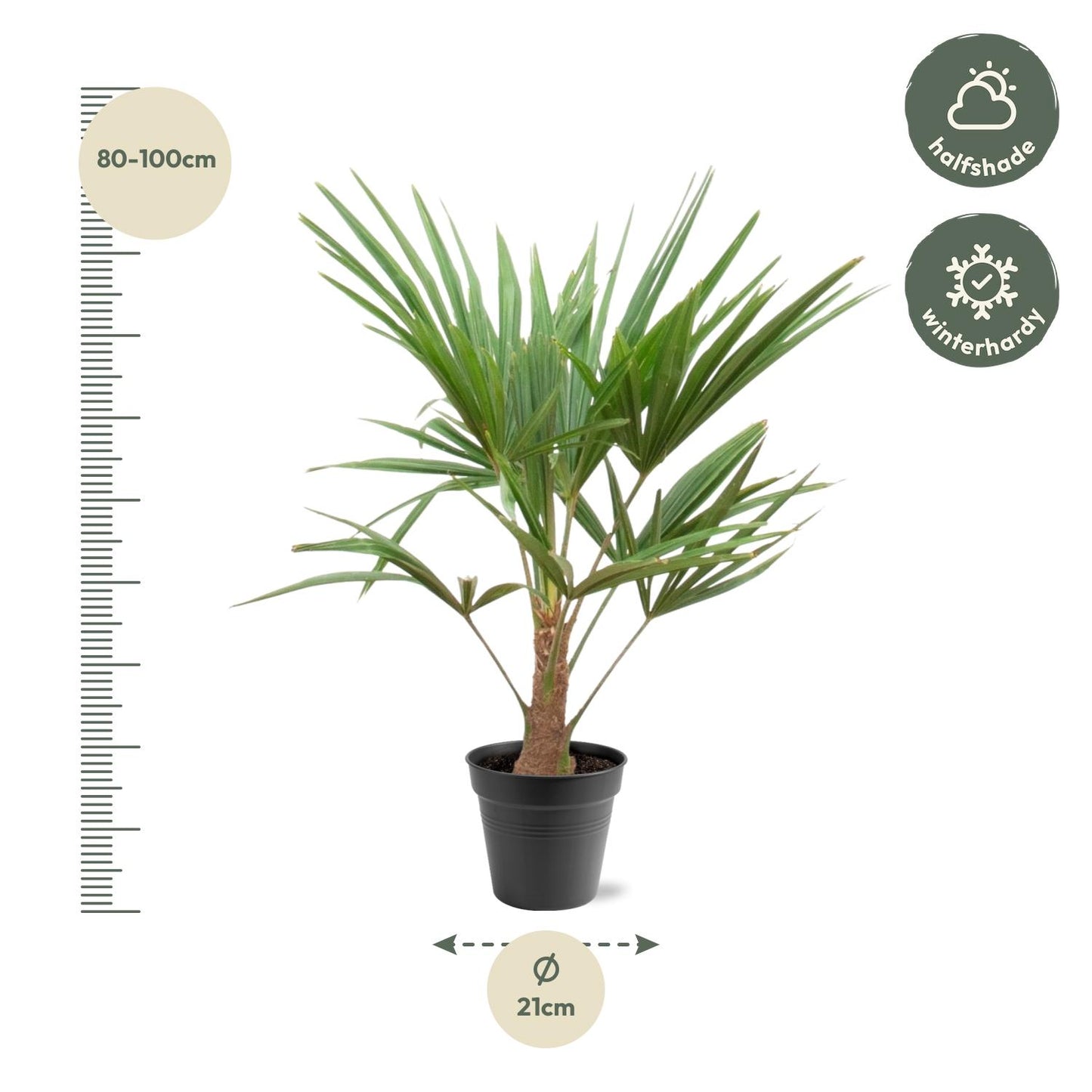 Trachycarpus Fortunei | ↕90-100cm - Ø21cm