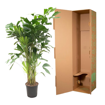 Caryota Mitis | ↕160 cm - Ø24cm