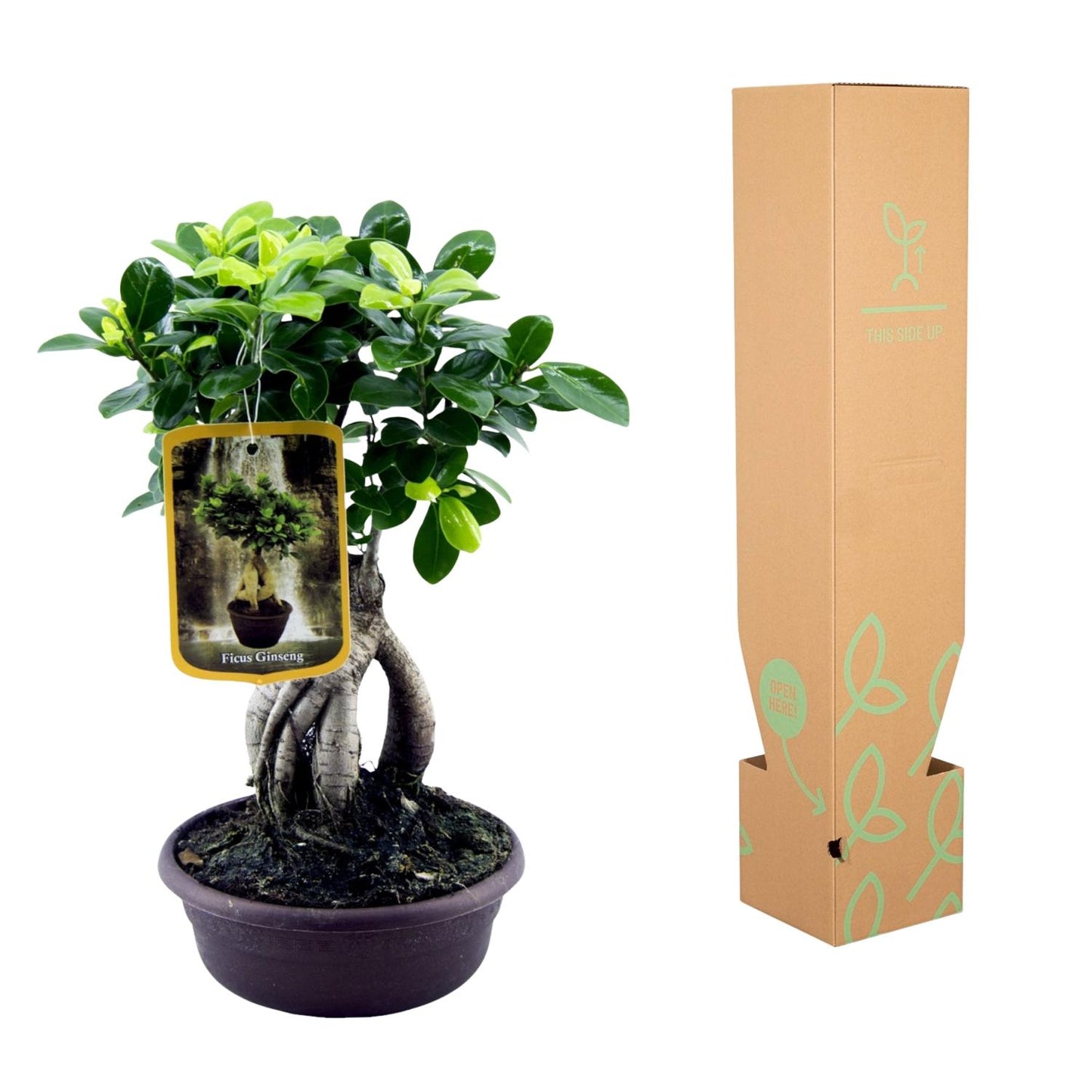 Ficus Microcarpa Ginseng | ↕30 cm - Ø17cm