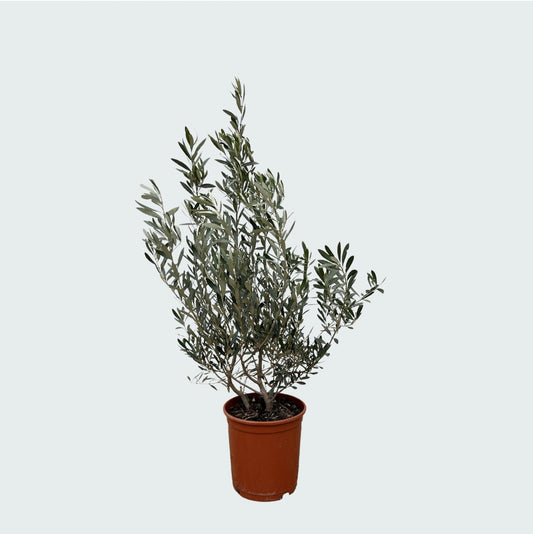Olea Europaea (Olijf) Struik | ↕100 cm