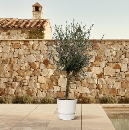 Olea Lorc | ↕200 cm - Ø45cm