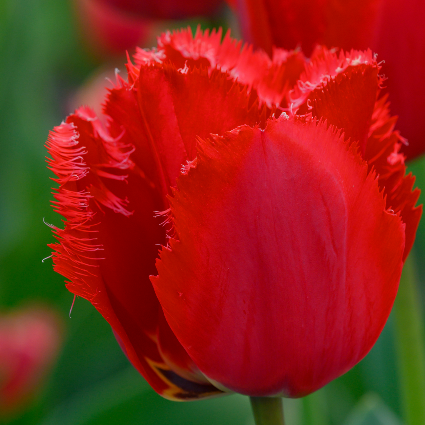 20x Tulpenbollen Masterpeace – Rode Tulp met Kartelrand
