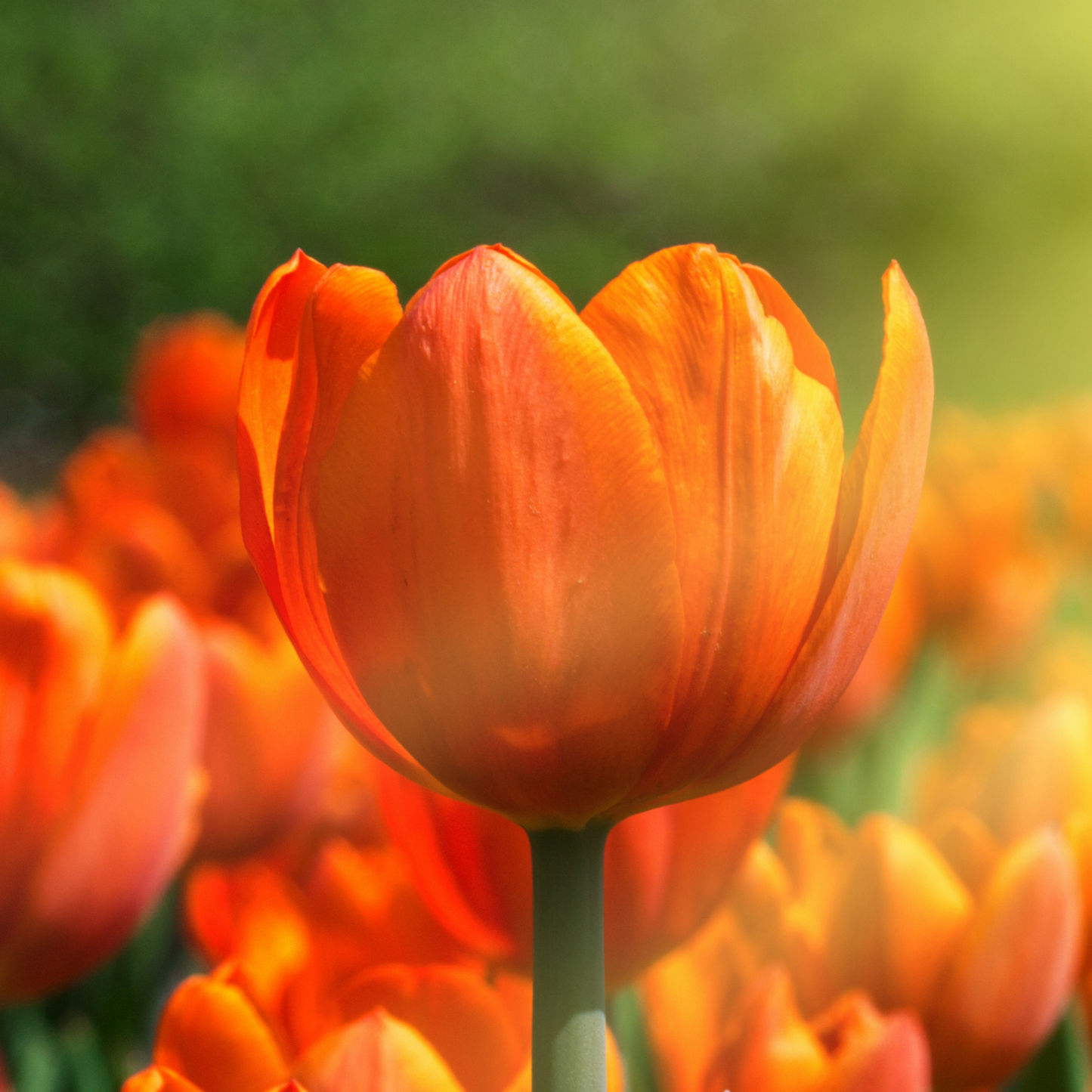 20x Tulpenbollen Icoon – Oranje Dubbelbloemige Tulp