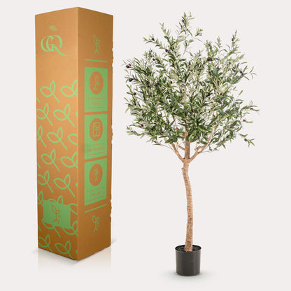 Olea europaea - Olijfboom | ↕180 cm Kunst Olijfboom