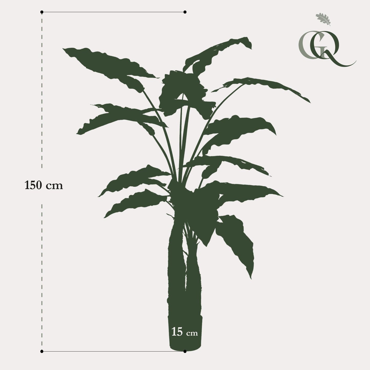 Alocasia - Olifantsoor | ↕150 cm - Kunstplant