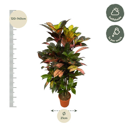 Codiaeum (Croton) Iceton vertakt | ↕120 cm - Ø24cm
