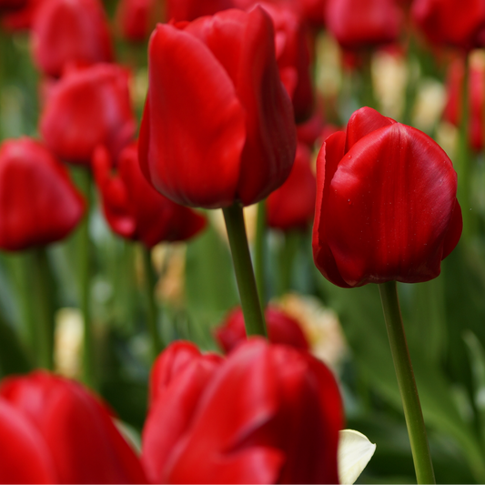 20x Tulpenbollen Seadov – Dieprode Tulp