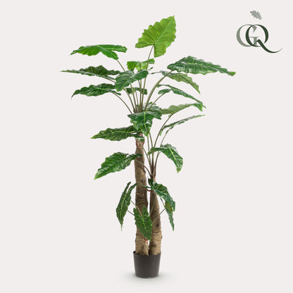 Alocasia - Olifantsoor | ↕180 cm - Kunstplant