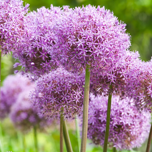 5x Globemaster - Allium bollen