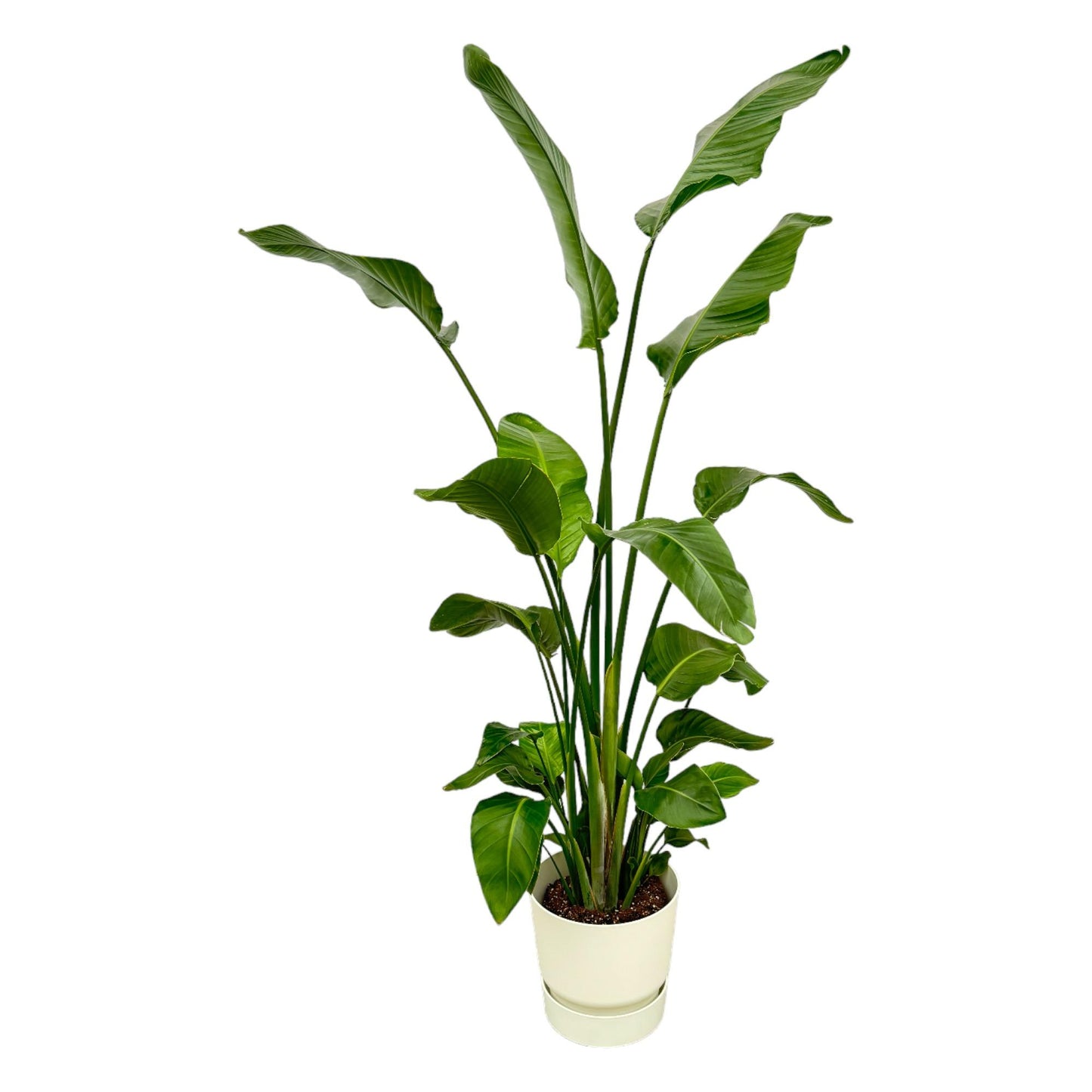Strelitzia Nicolai + Elho Greenville Round wit | ↕170 cm - Ø30