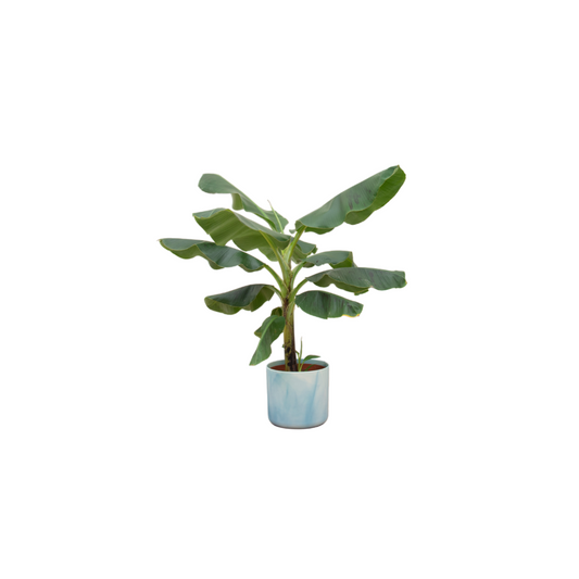 Bananenplant (Musa) + Ocean Round atlantisch blauw | Ø22 - ↕100 cm