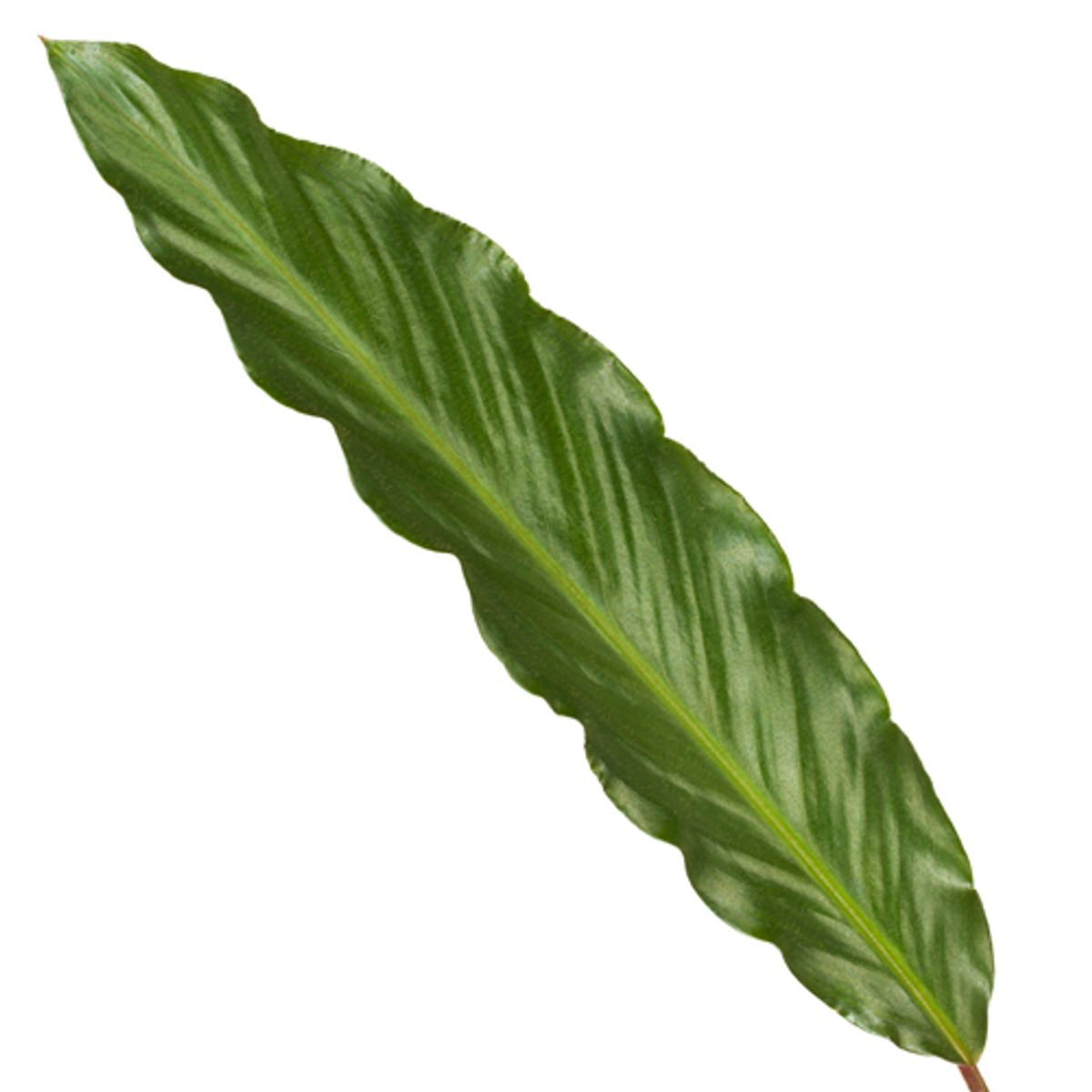 Calathea Wavestar | ↕80 cm - Ø19cm
