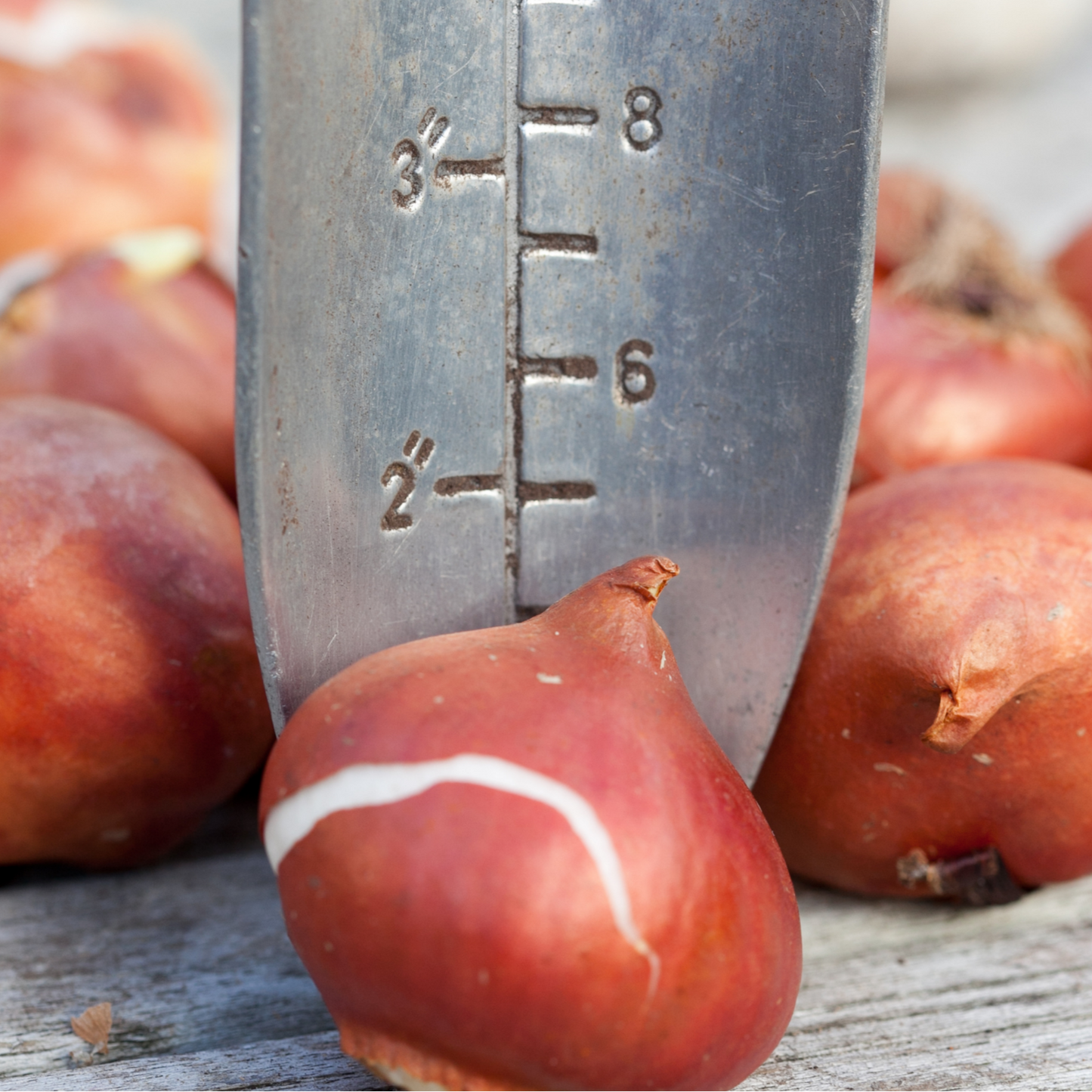 20x Tulpenbollen Honeymoon – Witte Kartelrand Tulp
