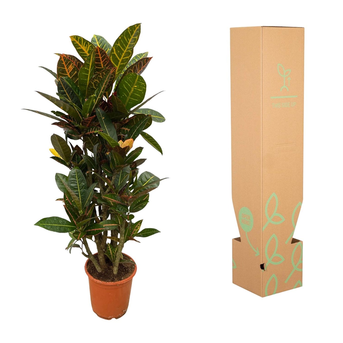 Codiaeum (Croton) Petra vertakt | ↕100 cm - Ø21cm