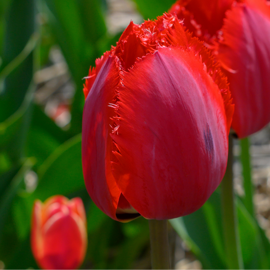 20x Tulpenbollen Masterpeace – Rode Tulp met Kartelrand