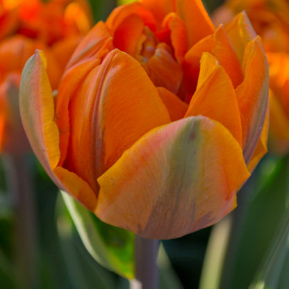 20x Tulpenbollen Icoon – Oranje Dubbelbloemige Tulp