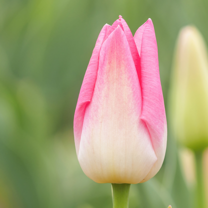 20x Tulpenbollen Dynasty – Roze Tulp