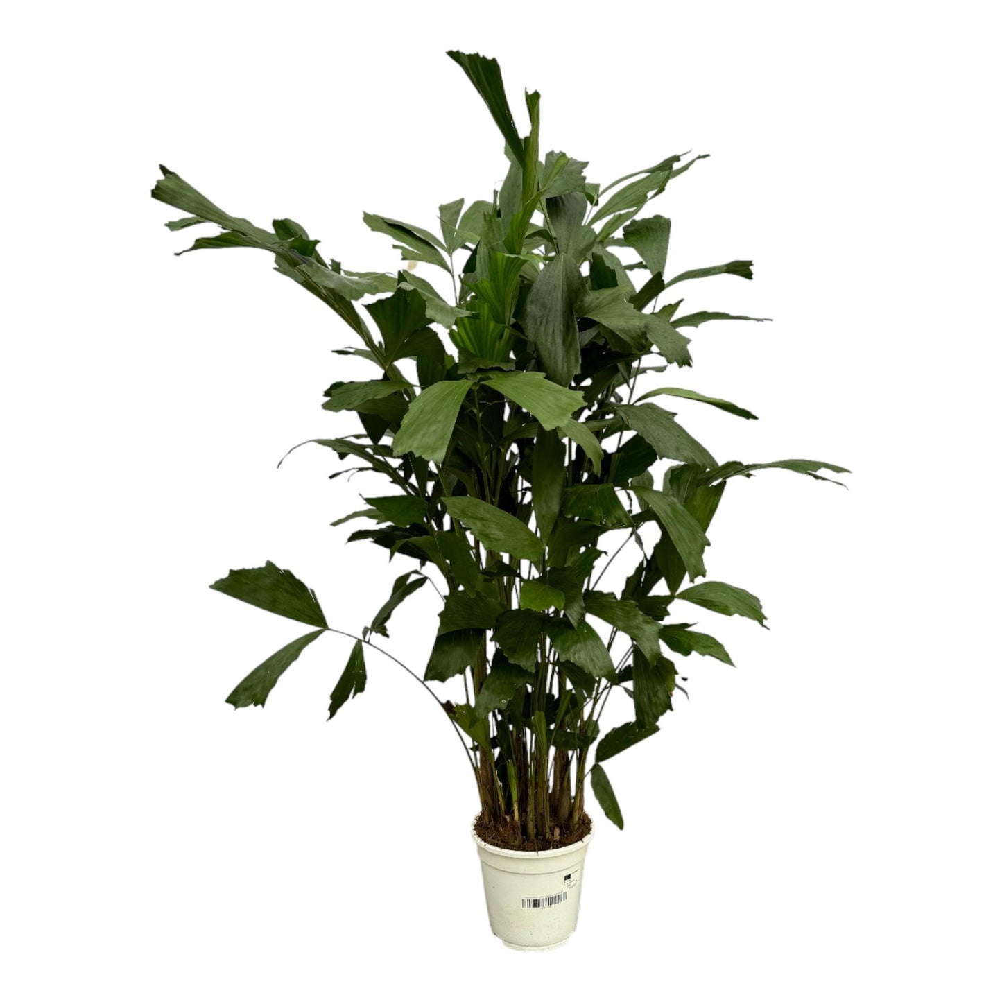 Caryota Mitis | ↕130 cm - Ø19cm