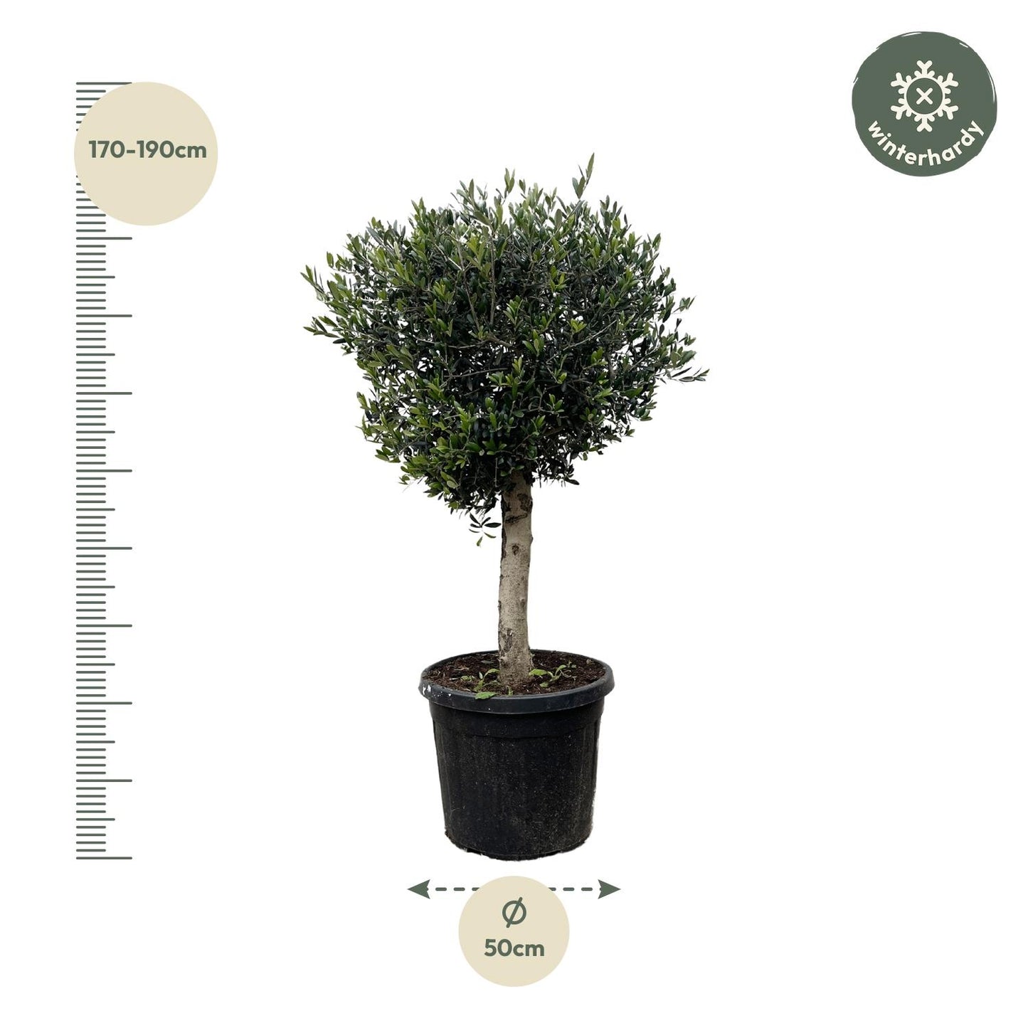 Olea Europaea Lorc | ↕180cm - Ø50cm